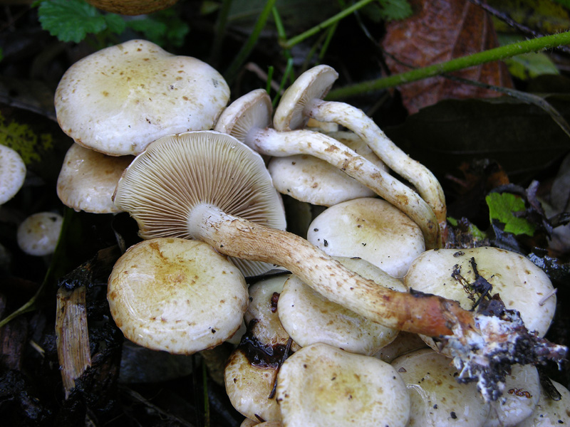 Pholiota gummosa